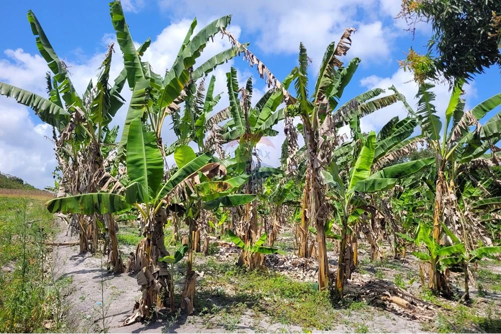 Chácara / Sítio / Fazenda - Venda - Conde , Paraíba - 20240921_100019.jpg - 722011055-34