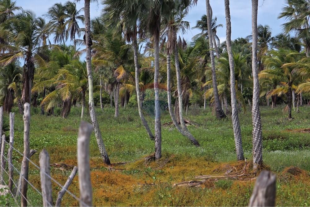 Terreno - Venda - Acaraú , Ceará - 1000542814.jpg - 722341001-188