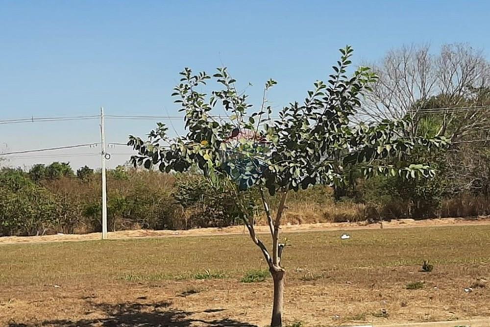 Terreno - Venda - Rondonópolis , Mato Grosso - WhatsApp Image 2025-05-28 at 09.06.35.jpeg - 720611007-106