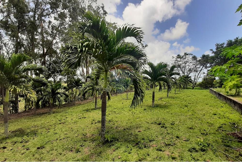 Chácara / Sítio / Fazenda - Venda - Conde , Paraíba - 20211021_105832.jpg - 722011055-33