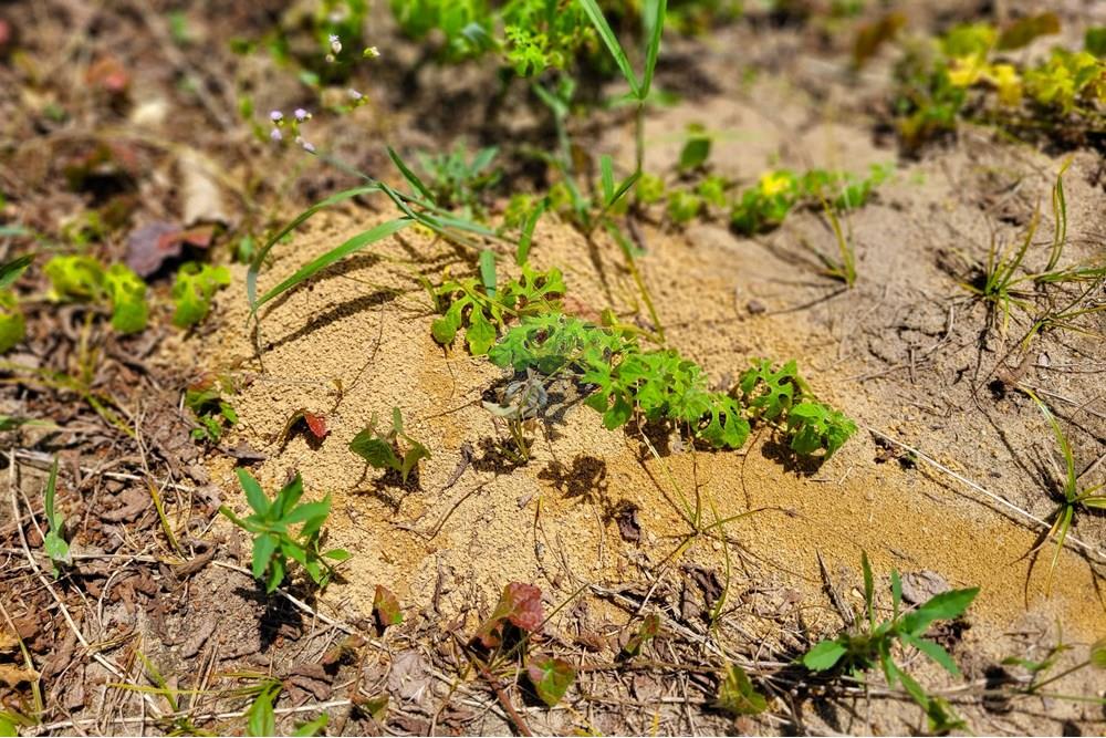 Chácara / Sítio / Fazenda - Venda - Conde , Paraíba - 20240921_100853.jpg - 722011055-34