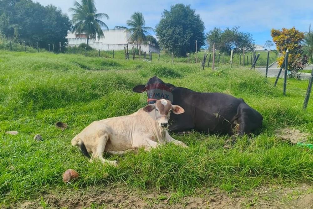 Residential - Land - Conde , Paraíba - BR - c708ba2d-ea1c-42ef-a9ac-c2f711c34d9c.jpg - 720871056-28