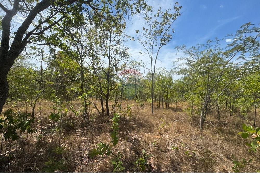 Agro - Venda - Carolina , Maranhão - WhatsApp Image 2025-08-07 at 09.45.32.jpeg - 720991010-76