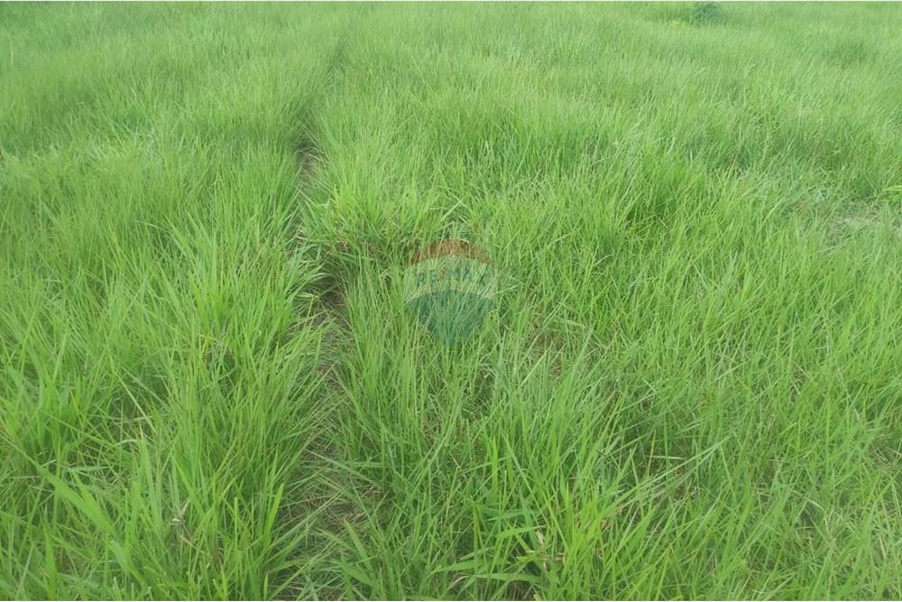 Chácara / Sítio / Fazenda - Venda - Confresa , Mato Grosso - IMG-20250926-WA0041.jpg - 720641046-11