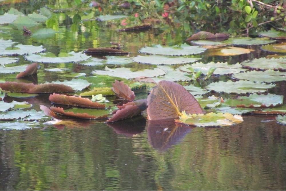 Terreno - Venda - Nísia Floresta , Rio Grande do Norte - 1.jpeg - 720811063-21