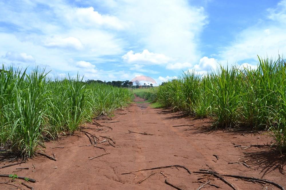 Agro - Venda - Luís Antônio , São Paulo - DSC_0128.JPG - 780071080-2