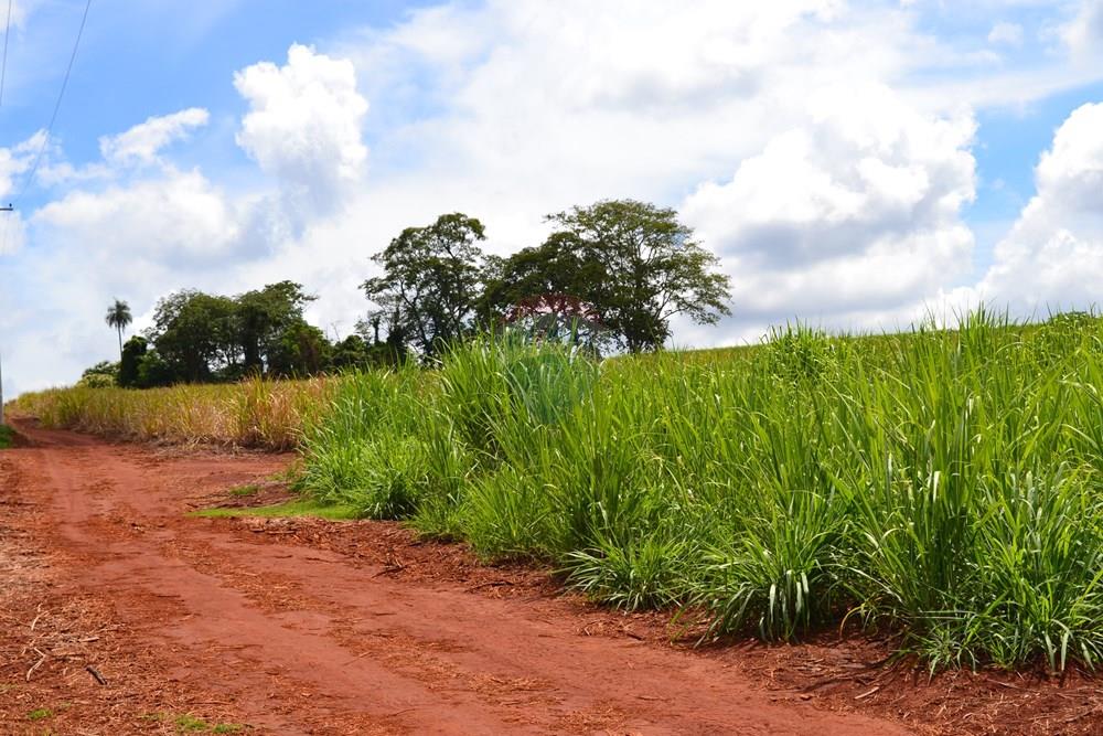 Agro - Venda - Luís Antônio , São Paulo - DSC_0142.JPG - 780071080-2