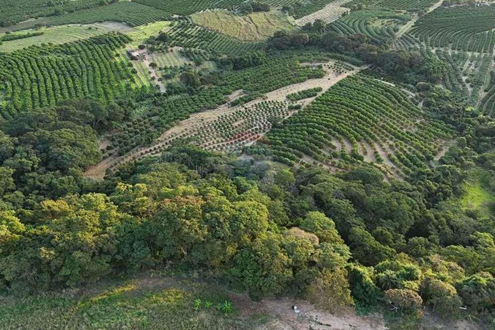 Chácara / Sítio / Fazenda - Venda - Monte Alto , São Paulo - foto 1 .jpg - 780271059-44