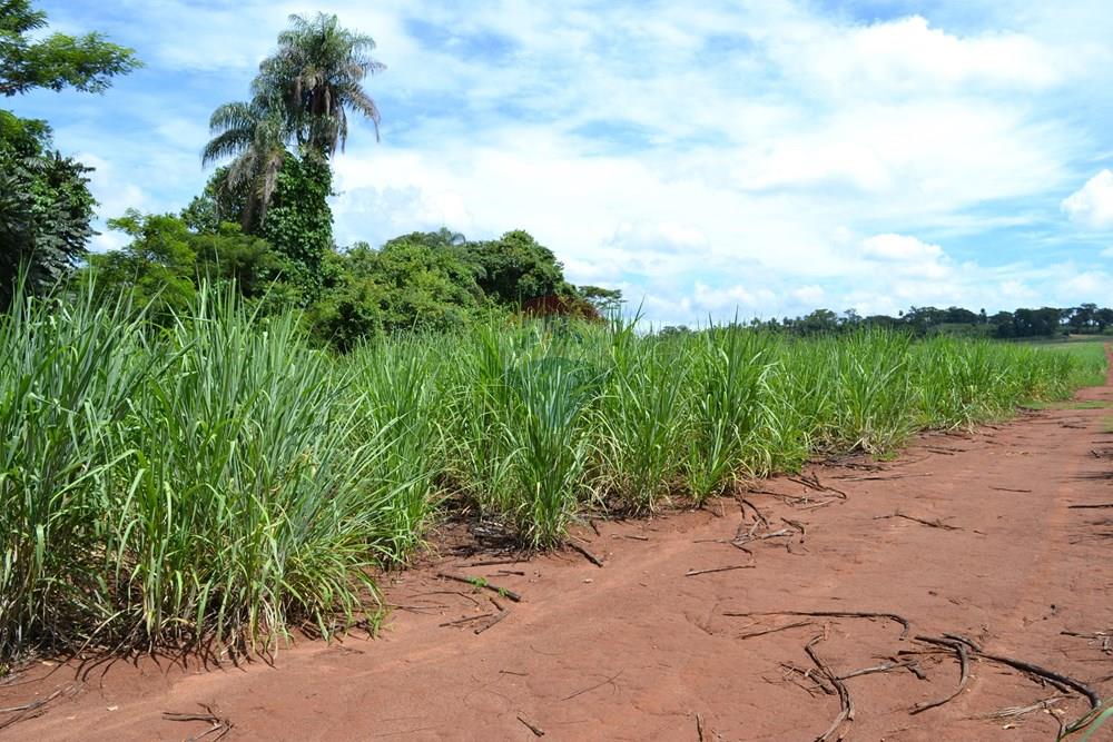 Agro - Venda - Luís Antônio , São Paulo - DSC_0127.JPG - 780071080-2