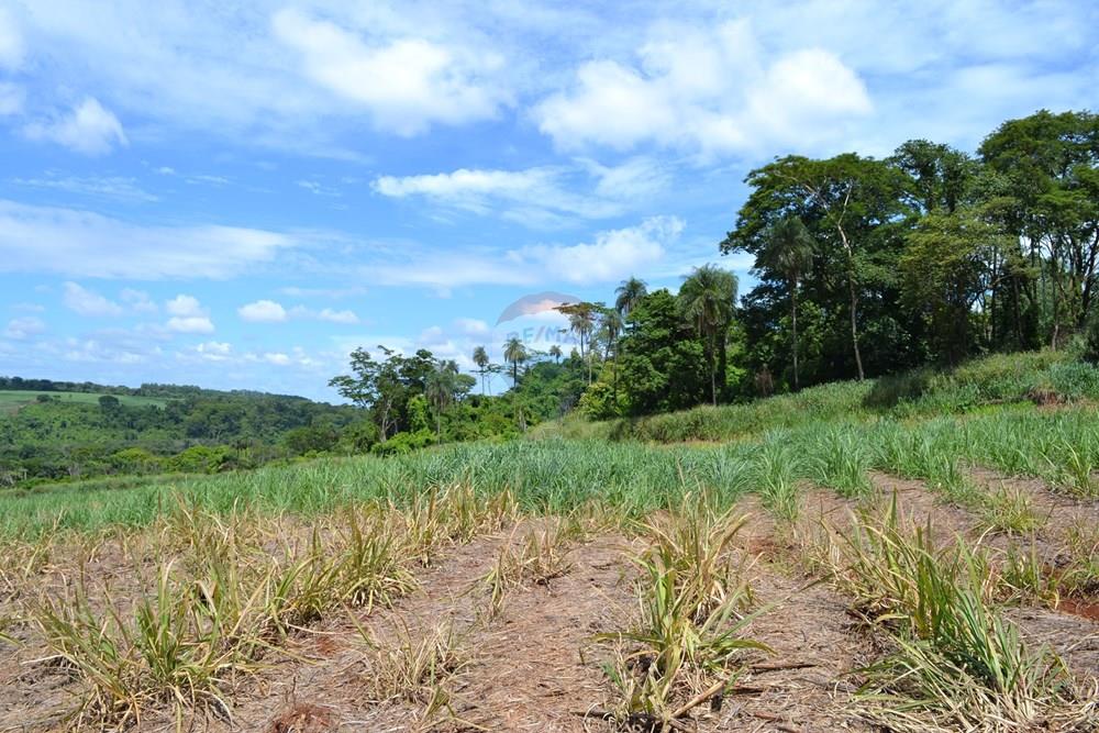 Agro - Venda - Luís Antônio , São Paulo - DSC_0122.JPG - 780071080-2