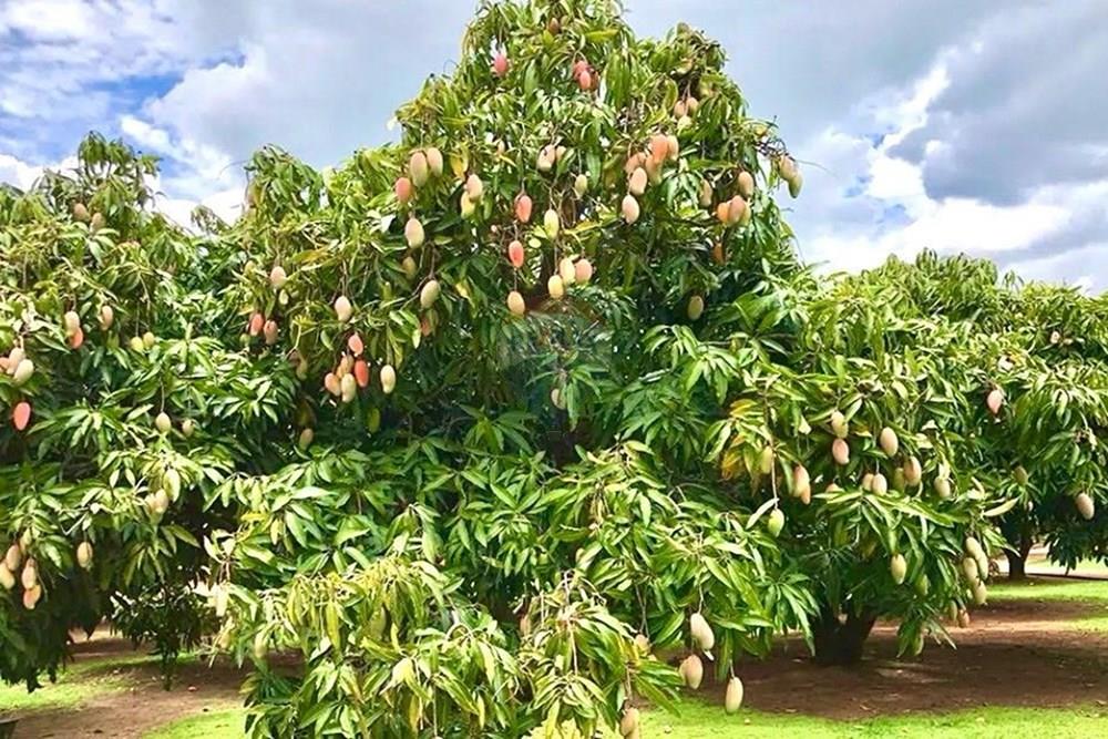 Casa - Venda - São João da Boa Vista , São Paulo - f8514aaf-eb4e-48f1-b081-7a7b3920afe0.jpg - 780291008-6