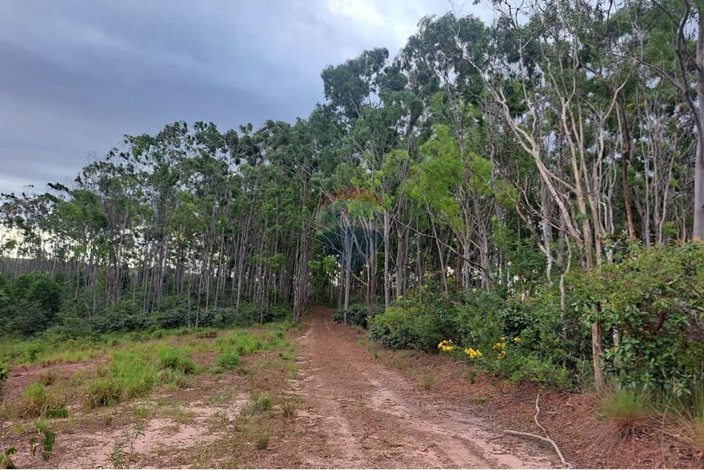 Chácara / Sítio / Fazenda - Venda - Cajuru , São Paulo - IMG-20250406-WA0056.jpg - 780171030-59