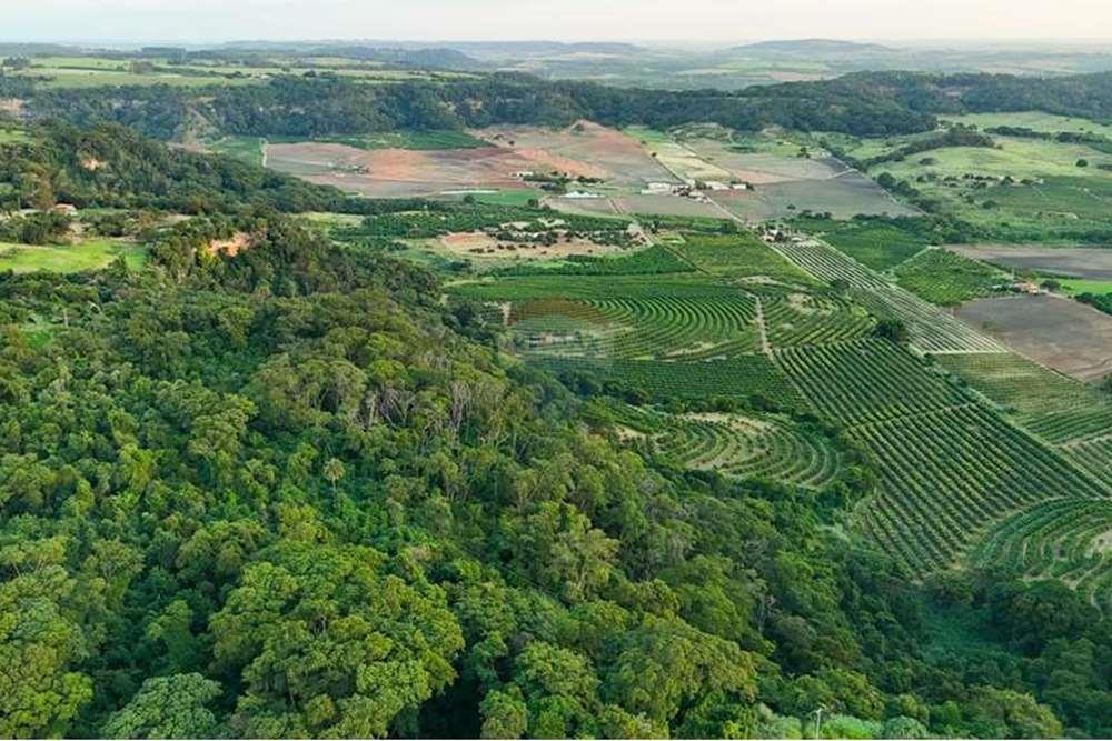 Chácara / Sítio / Fazenda - Venda - Monte Alto , São Paulo - foto 20.jpg - 780271059-44