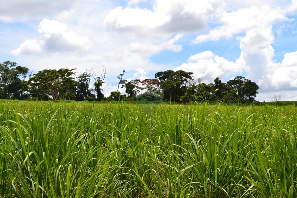 Agro - Venda - Luís Antônio , São Paulo - DSC_0141.JPG - 780071080-2