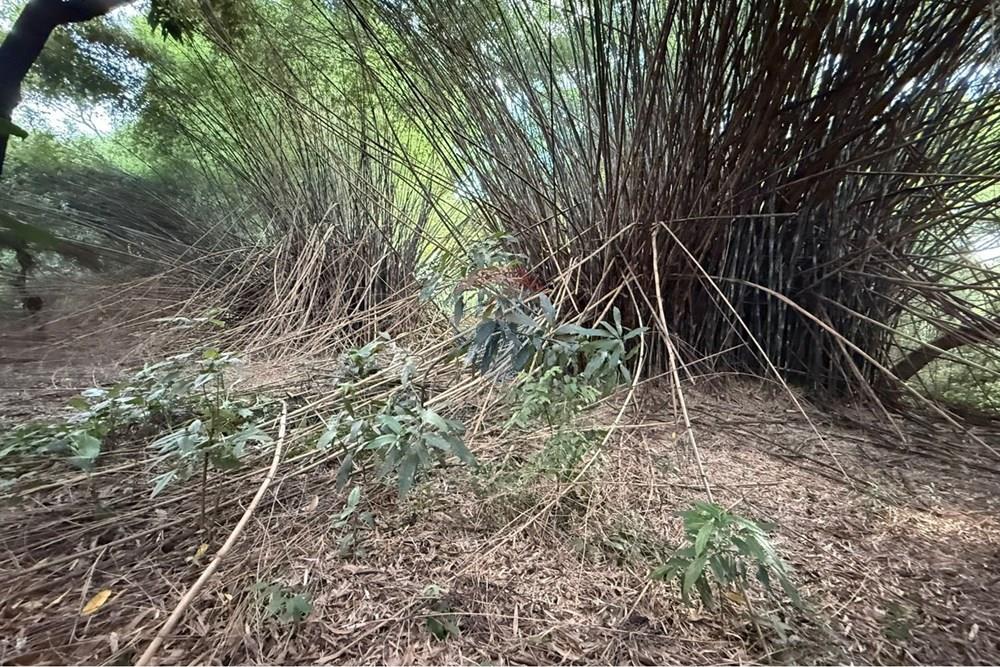 Casa - Venda - Ribeirão Preto , São Paulo - Quintal 4.jpeg - 780271023-34