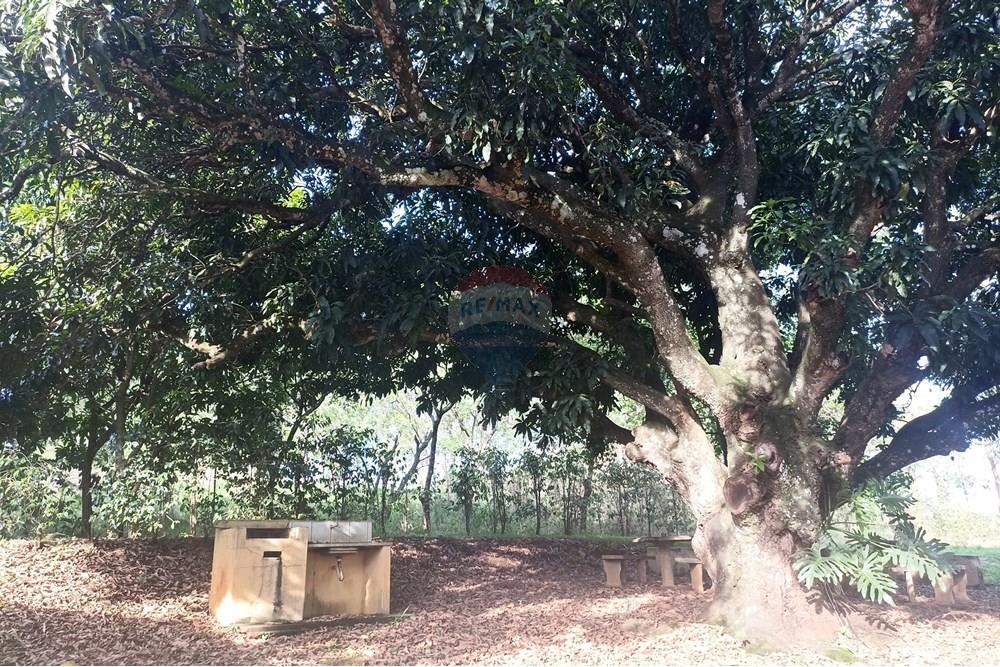 Fazenda - Venda - Cajuru , São Paulo - IMG_20241031_163240.jpg - 780271061-50