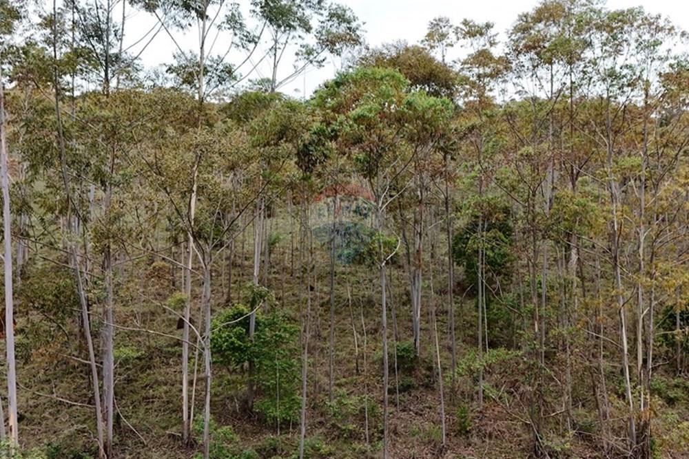 Chácara / Sítio / Fazenda - Venda - Aiuruoca , Minas Gerais - DJI_20241113153350_0304_D.JPG - 780251035-5