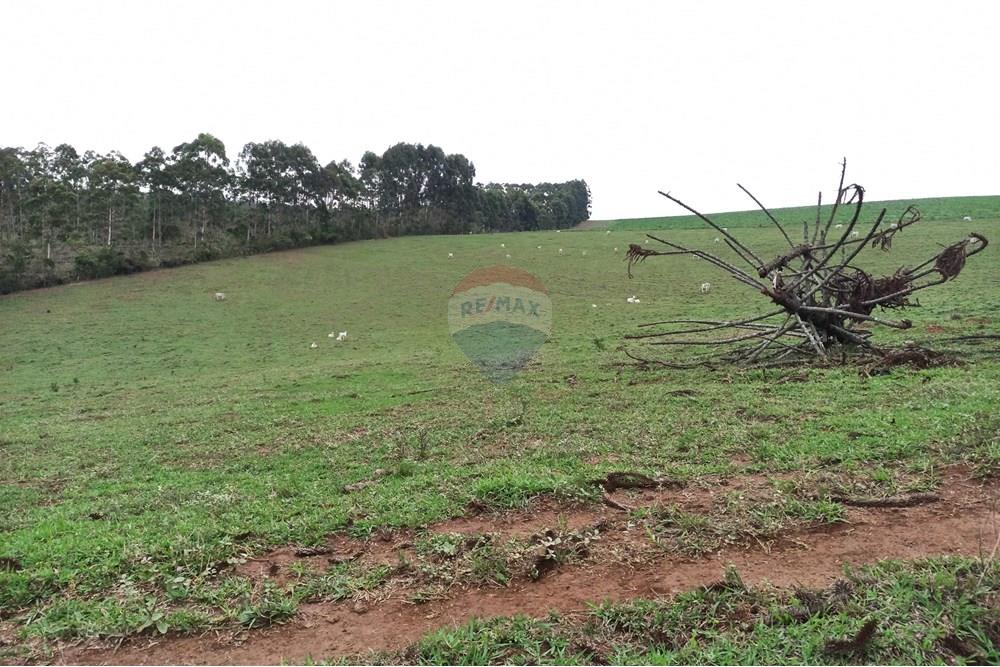 Chácara / Sítio / Fazenda - Venda - Aiuruoca , Minas Gerais - IMG_20241113_161125.jpg - 780251035-5