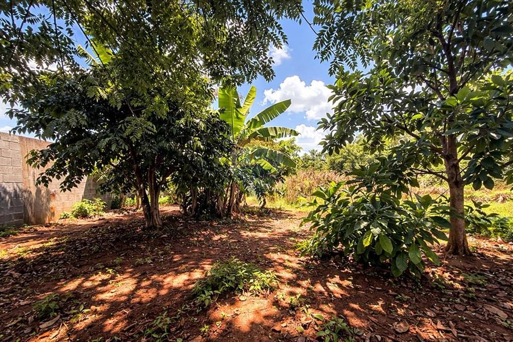 Chácara / Sítio / Fazenda - Venda - Sertãozinho , São Paulo - WhatsApp Image 2026-03-17 at 01.09.05 (3).jpeg - 780191016-54