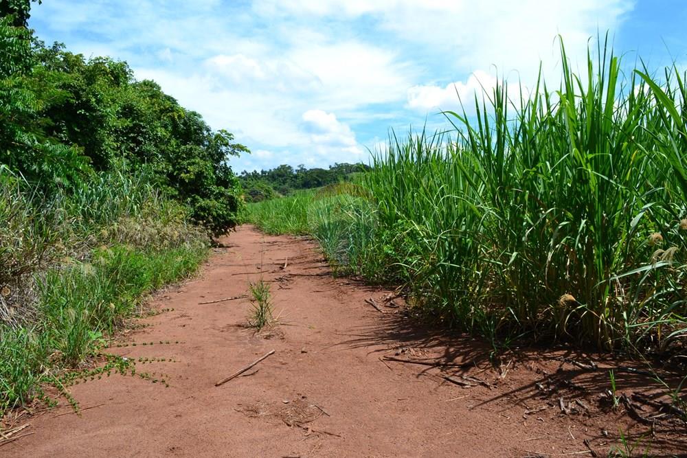 Agro - Venda - Luís Antônio , São Paulo - DSC_0133.JPG - 780071080-2