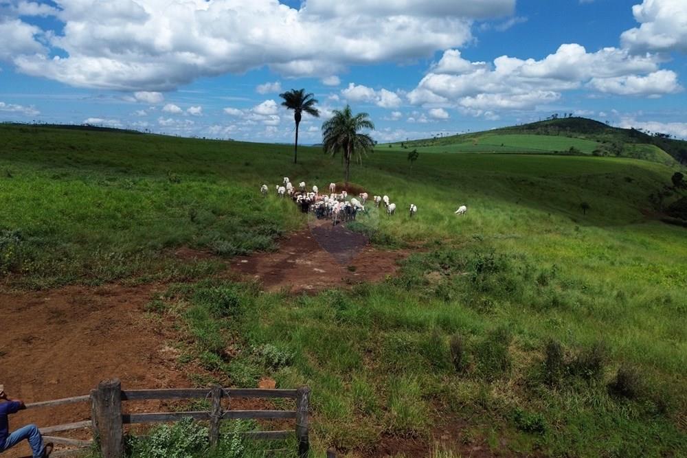 Fazenda - Venda - Cajuru , São Paulo - DJI_0050.JPG - 780171030-74