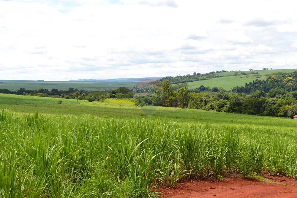 Agro - Venda - Luís Antônio , São Paulo - DSC_0140.JPG - 780071080-2