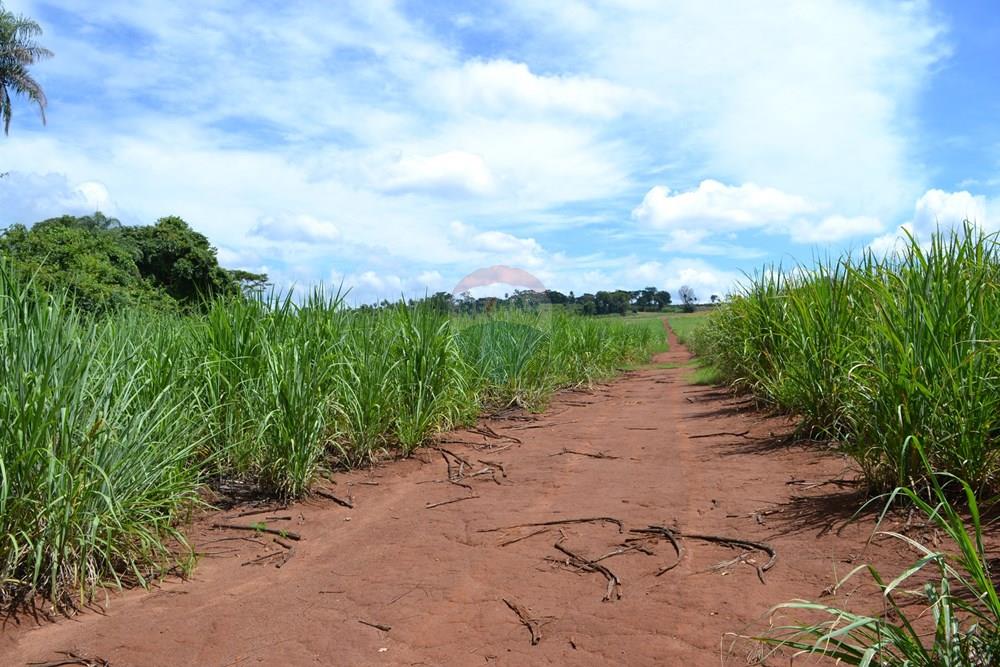 Agro - Venda - Luís Antônio , São Paulo - DSC_0125.JPG - 780071080-2