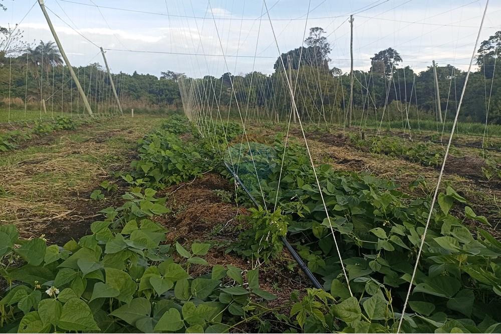 Fazenda - Venda - Cajuru , São Paulo - IMG_20241031_165858.jpg - 780271061-50