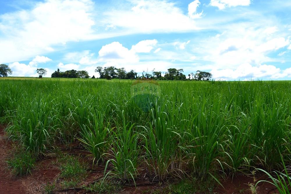 Agro - Venda - Luís Antônio , São Paulo - DSC_0137.JPG - 780071080-2