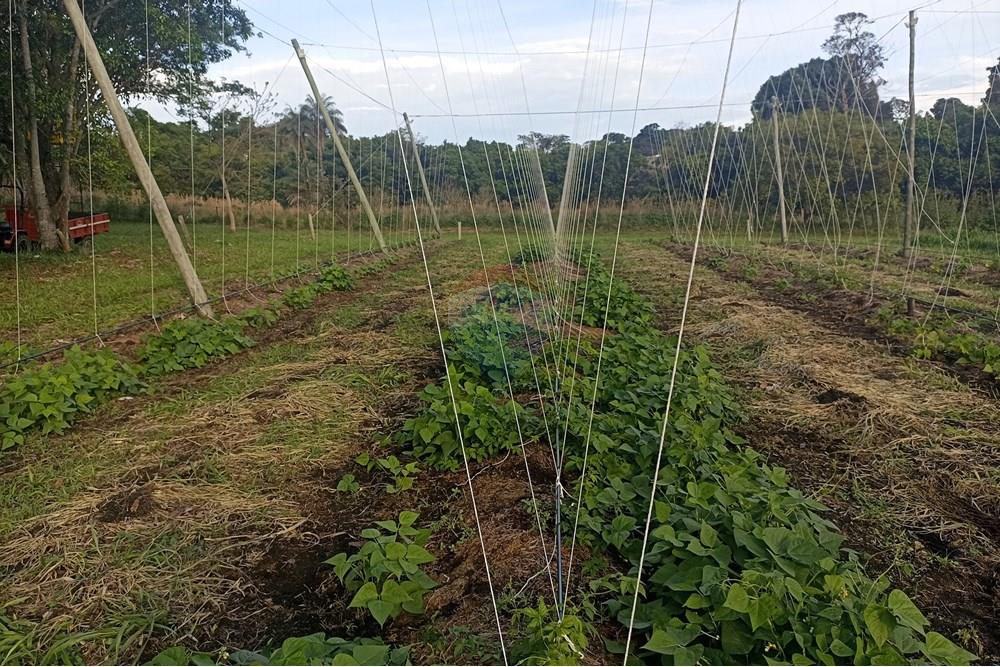 Fazenda - Venda - Cajuru , São Paulo - IMG_20241031_165907.jpg - 780271061-50