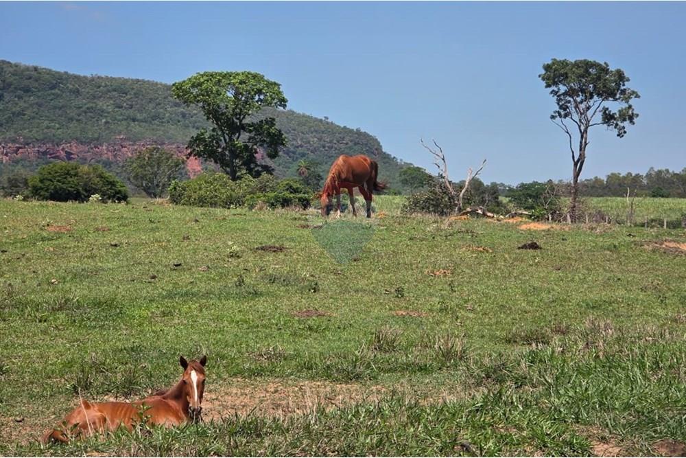 Chácara / Sítio / Fazenda - Venda - Santo Antônio da Alegria , São Paulo - IMG-20251121-WA0130.jpg - 780171030-68