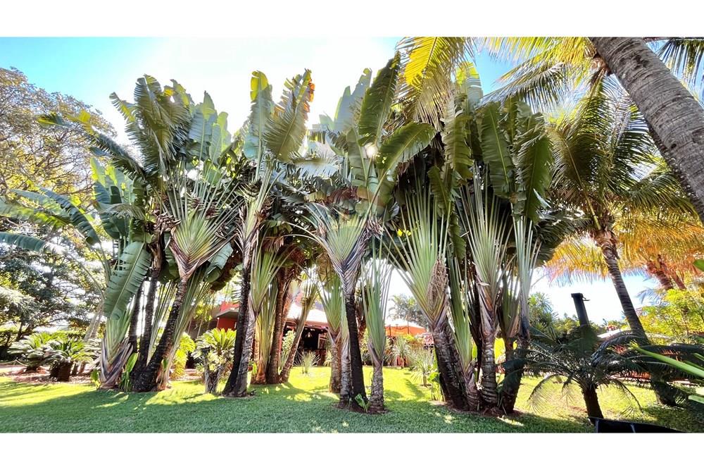 Casa de Condomínio - Venda - Ribeirão Preto , São Paulo - IMG_0125.jpeg - Pátio interno - 780091030-59