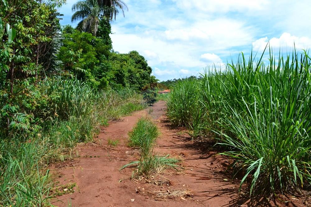 Agro - Venda - Luís Antônio , São Paulo - DSC_0130.JPG - 780071080-2