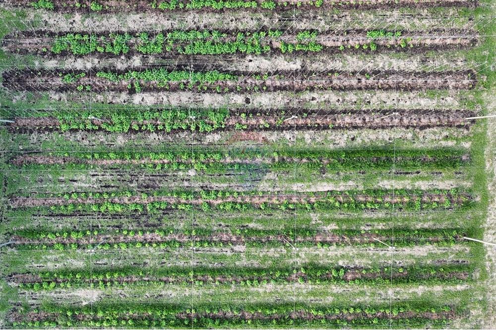 Fazenda - Venda - Cajuru , São Paulo - dji_fly_20241031_172840_0239_1730844748505_photo.jpg - 780271061-50