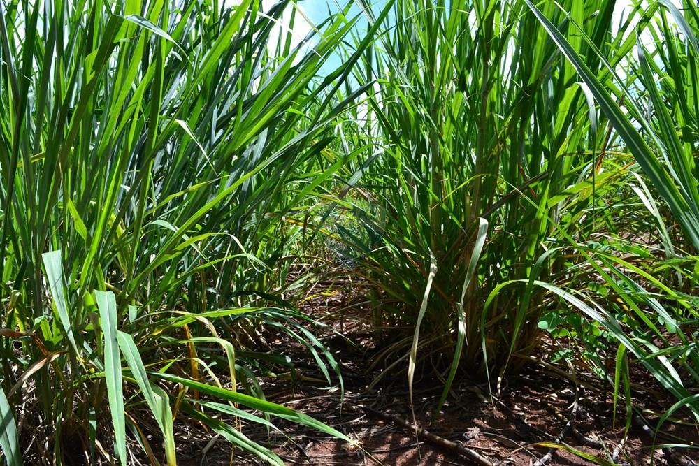 Agro - Venda - Luís Antônio , São Paulo - DSC_0132.JPG - 780071080-2