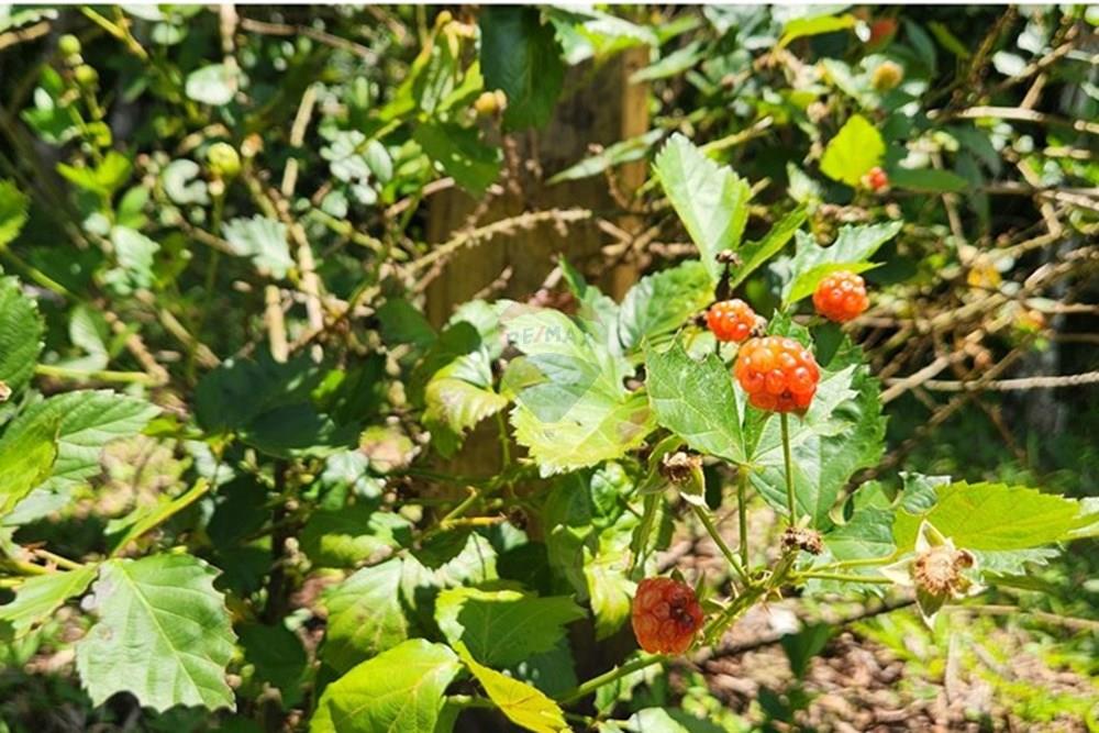 Chácara / Sítio / Fazenda - Venda - São Sebastião do Paraíso , Minas Gerais - 6.jpg - 780251022-11