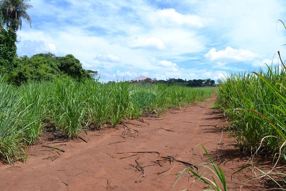 Agro - Venda - Luís Antônio , São Paulo - DSC_0126.JPG - 780071080-2