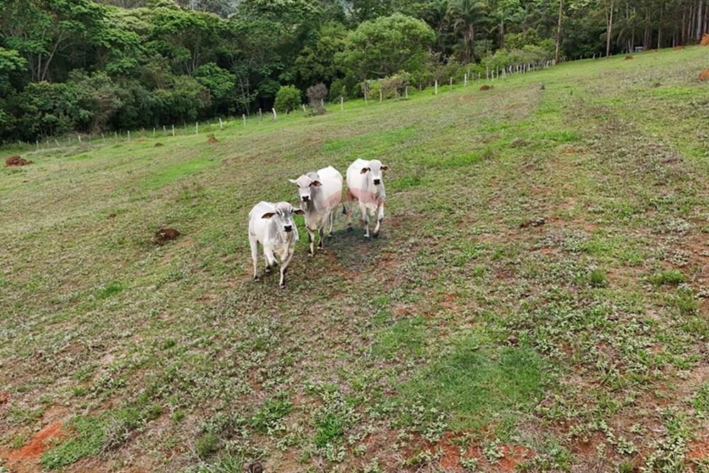 Chácara / Sítio / Fazenda - Venda - Aiuruoca , Minas Gerais - DJI_20241113153604_0309_D.JPG - 780251035-5