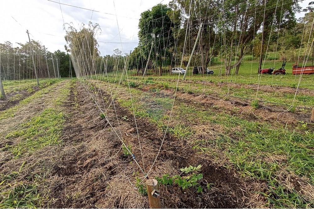 Fazenda - Venda - Cajuru , São Paulo - IMG_20241031_170119.jpg - 780271061-50