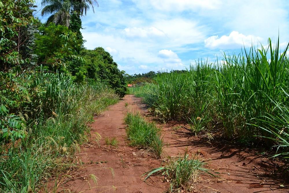 Agro - Venda - Luís Antônio , São Paulo - DSC_0131.JPG - 780071080-2