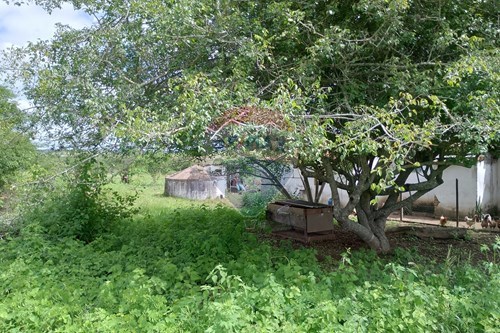 Venda-Chácara / Sítio / Fazenda-Lajedo , Lajedo , Pernambuco , 55385-000-850131003-51