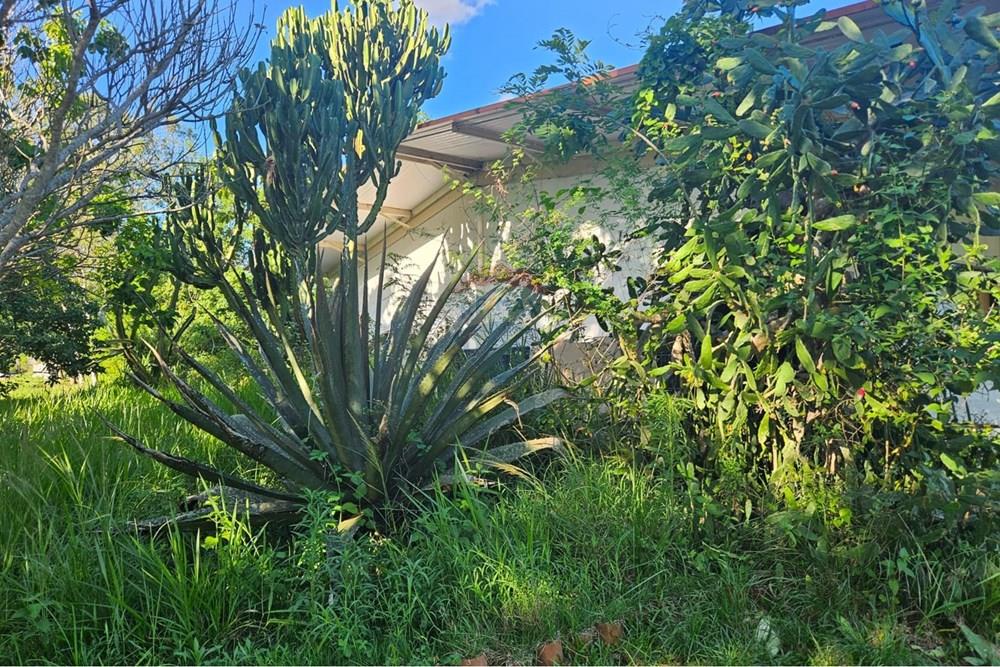 Terreno - Venda - Paudalho , Pernambuco - WhatsApp Image 2026-04-02 at 15.37.44 (1).jpeg - 850471016-87