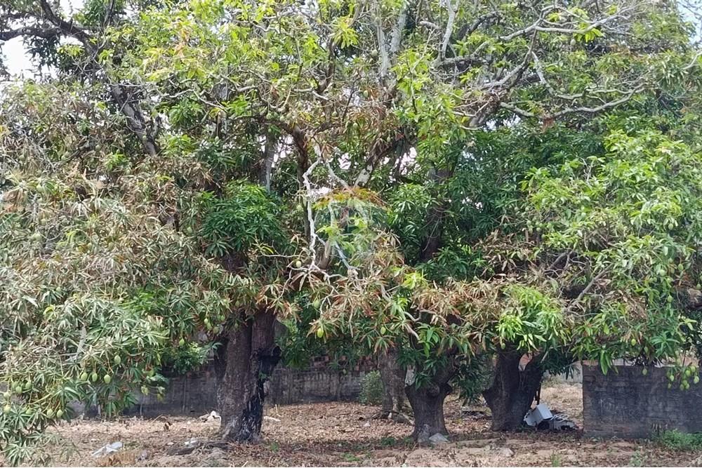 Terreno - Venda - Maceió , Alagoas - WhatsApp Image 2025-12-10 at 15.36.01 (1).jpeg - 850271159-435