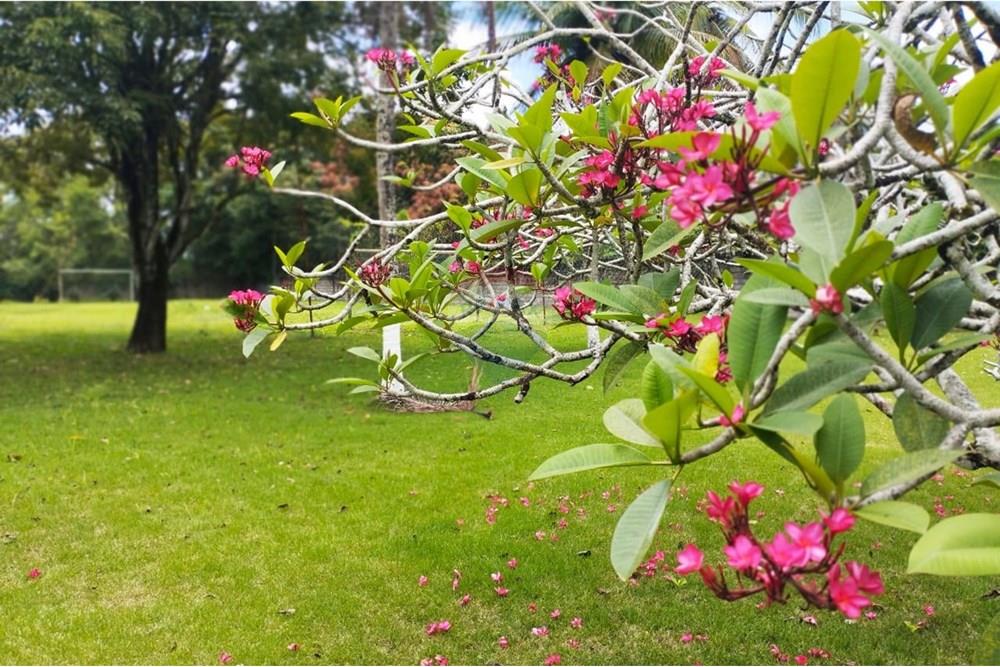 Chácara / Sítio / Fazenda - Venda - Recife , Pernambuco - WhatsApp Image 2025-10-07 at 10.10.47 (1).jpeg - Jardim Externo - 850071019-216