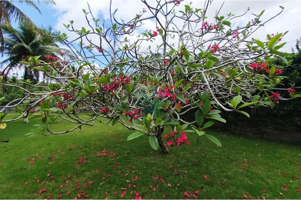 Chácara / Sítio / Fazenda - Venda - Recife , Pernambuco - WhatsApp Image 2025-10-07 at 10.10.48.jpeg - 850071019-216