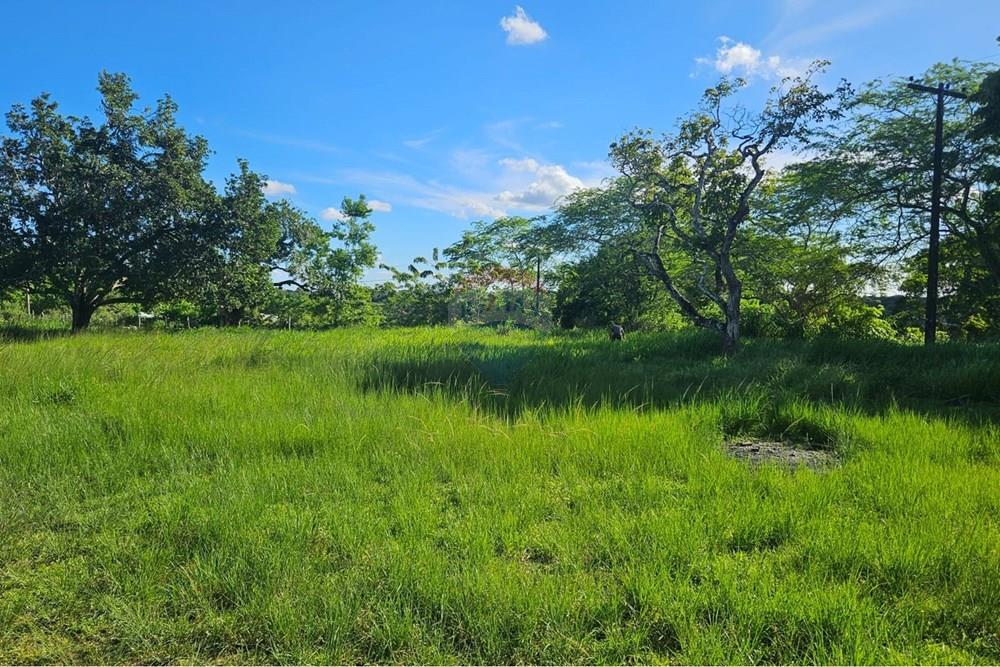 Terreno - Venda - Paudalho , Pernambuco - WhatsApp Image 2026-04-02 at 15.37.45 (3).jpeg - 850471016-87