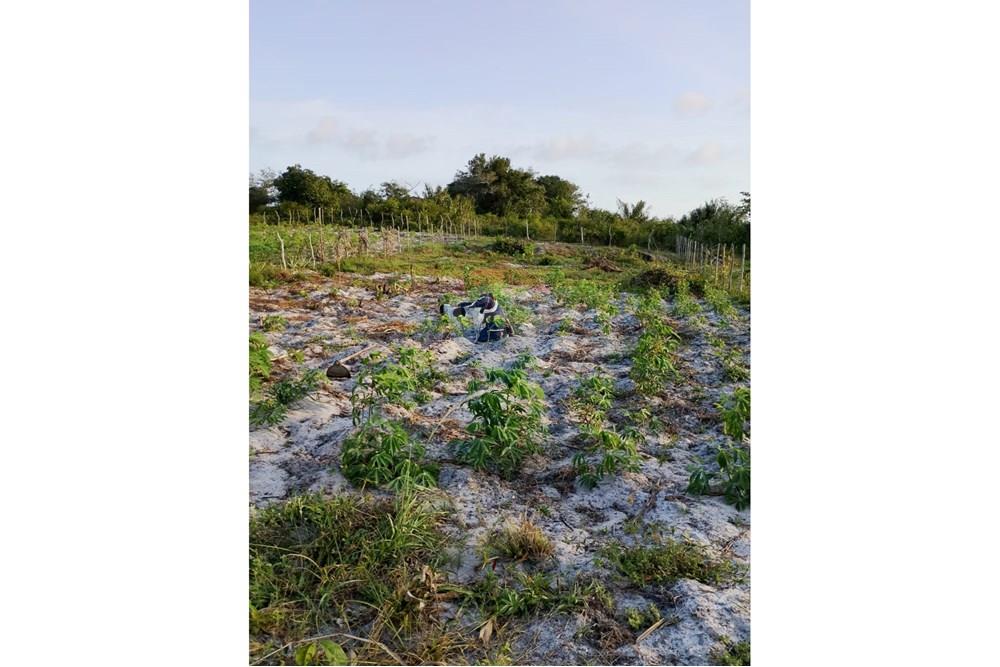 Chácara / Sítio / Fazenda - Venda - Santo Amaro das Brotas , Sergipe - WhatsApp Image 2025-10-13 at 18.00.08 (1).jpeg - 850581246-19