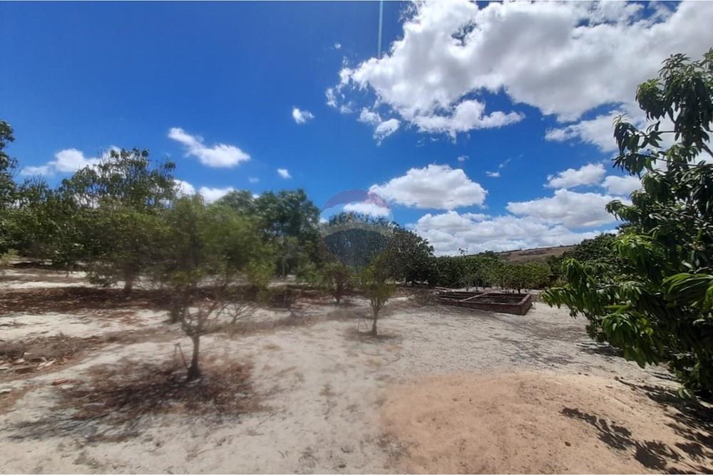 Chácara / Sítio / Fazenda - Venda - Lajedo , Pernambuco - WhatsApp Image 2026-01-30 at 12.32.23 (1).jpeg - 850131020-1