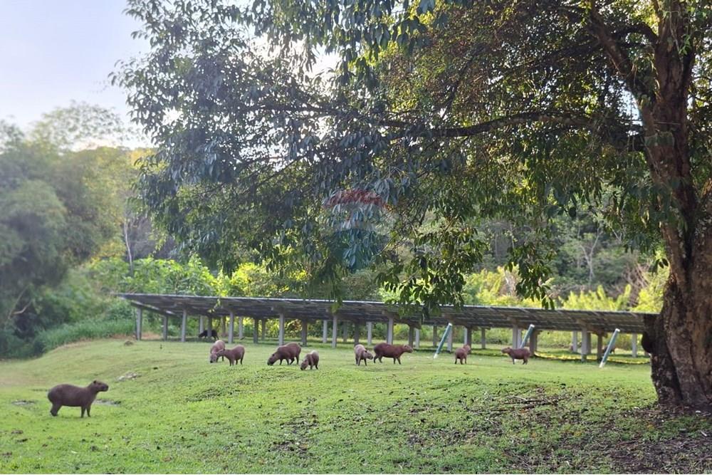 Terreno - Venda - Camaragibe , Pernambuco - WhatsApp Image 2025-08-22 at 15.09.43 (1).jpeg - 850091072-20