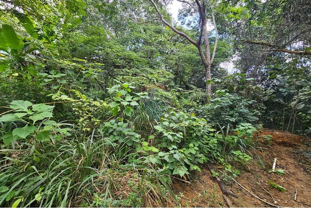 Terreno - Venda - Paudalho , Pernambuco - WhatsApp Image 2025-09-04 at 14.10.58 (3).jpeg - 850471016-74